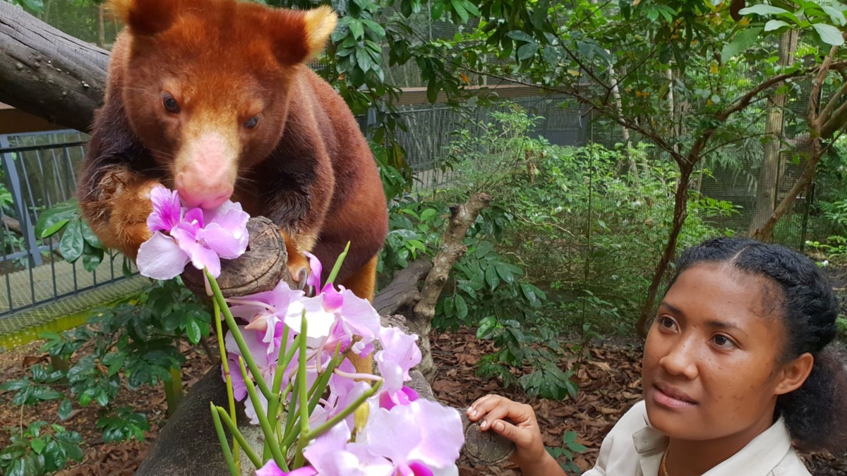 NEWCREST MINING DONATES TO SAVE ENDANGERED TREE KANGAROOS