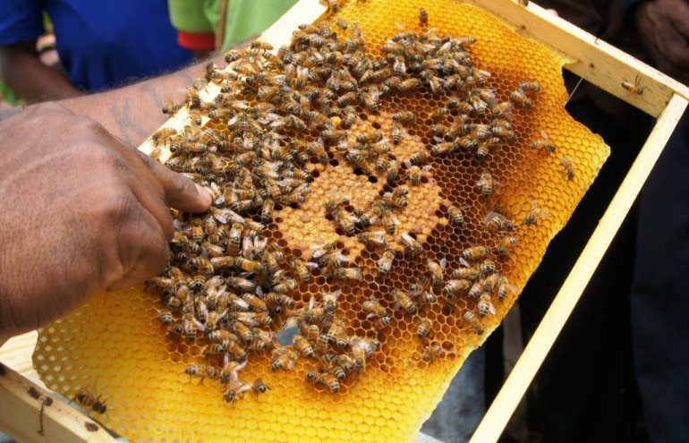 BEEKEEPING AND HONEY PRODUCTION; A MONEY MAKING GIANT WAITING FOR GOVT INTERVENTION