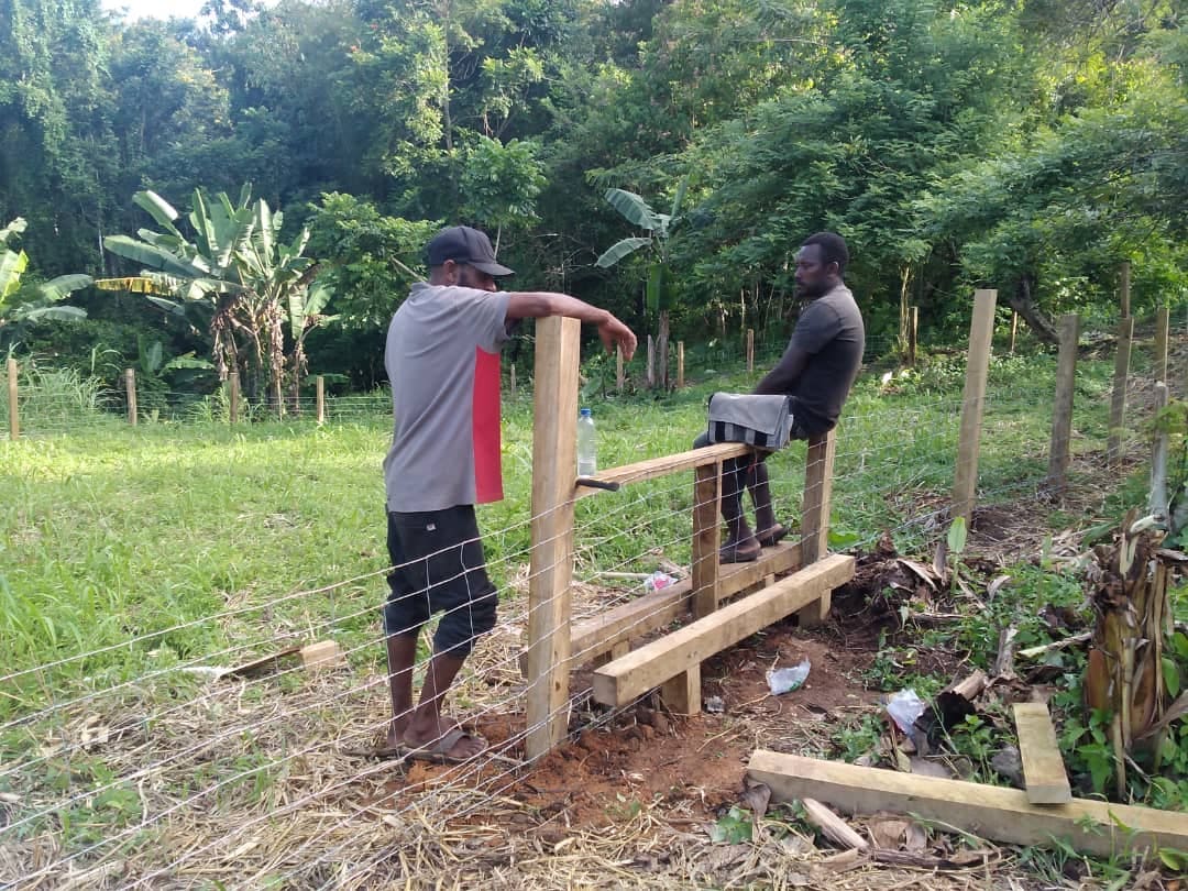 SCHOOL FARMS REVIVED IN NEW IRELAND SCHOOLS