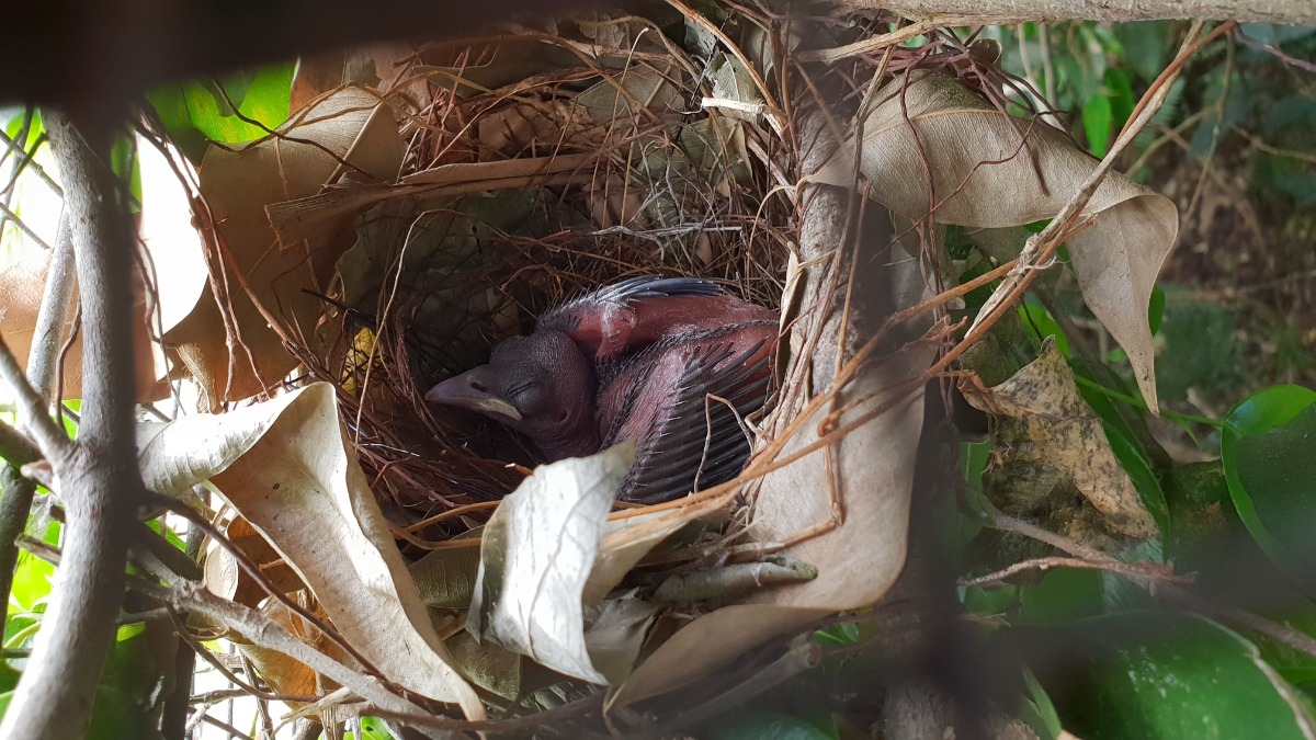 FIRST IN 20 YEARS, BREEDING OF RAGGIANA BIRD OF PARADISE