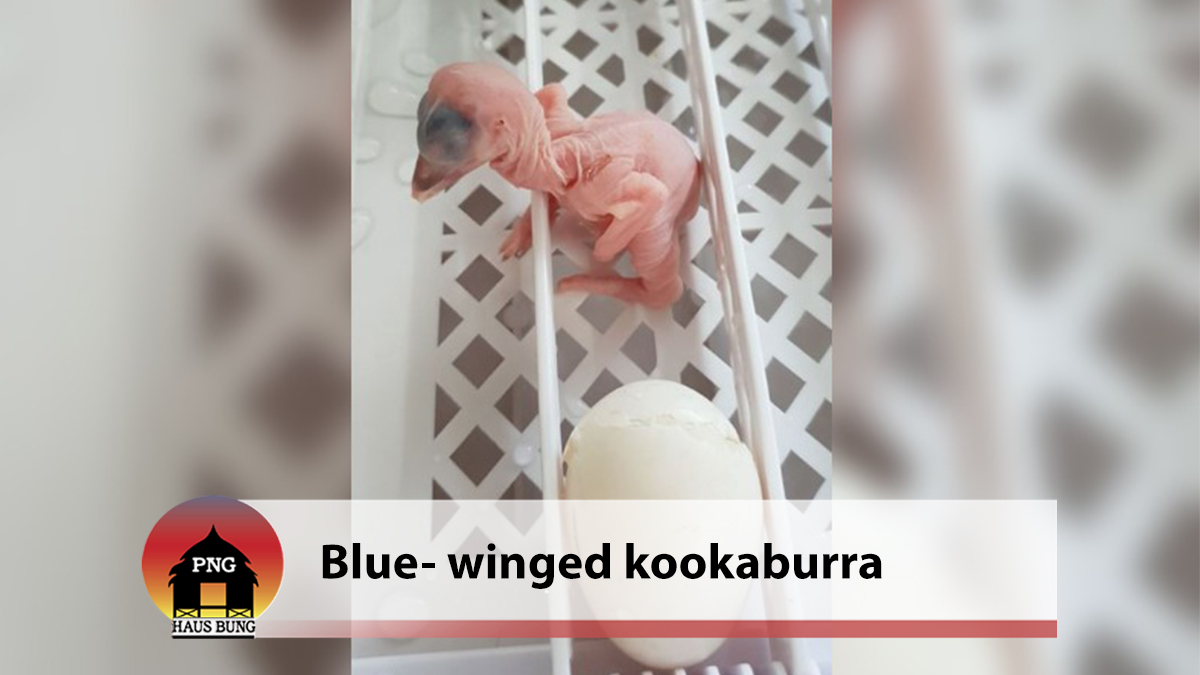 BLUE-WINGED KOOKABURRA