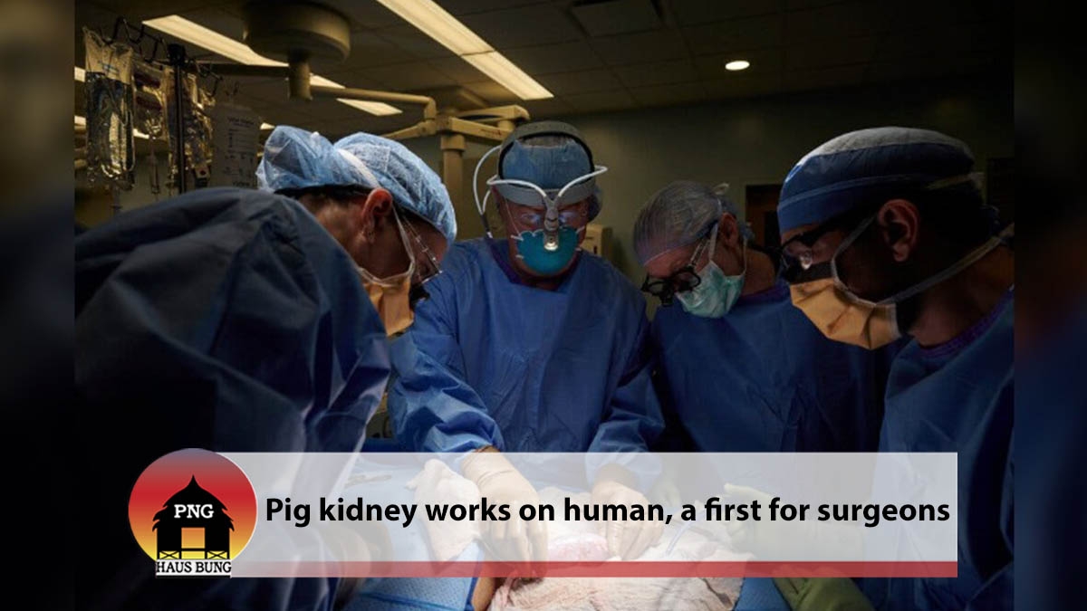 IN A FIRST, SURGEONS ATTACHED A PIG KIDNEY TO A HUMAN, AND IT WORKED
