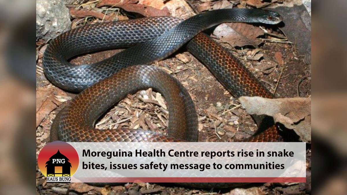 RAINY SEASON PROVIDES AN OPPORTUNE TIME FOR SNAKES TO STRIKE