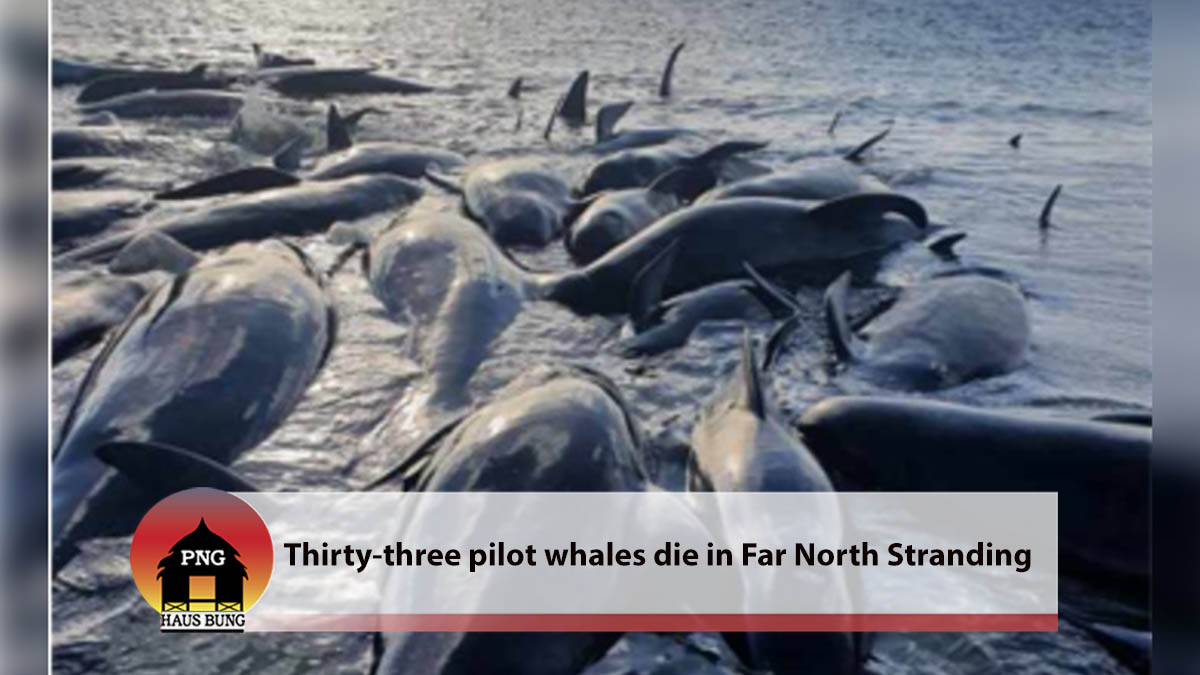 THIRTY-THREE PILOT WHALES DIE IN FAR NORTH STRANDING