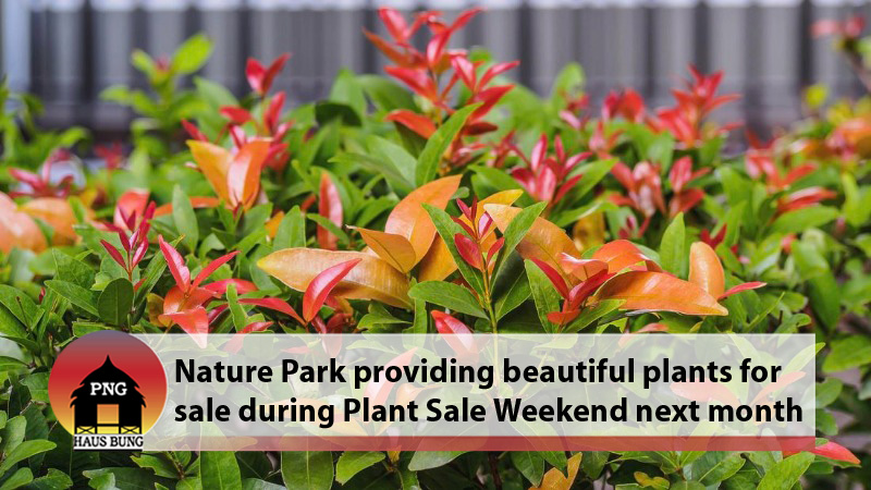 LILLY PILLY TREES READY FOR PLANT SALE WEEKEND