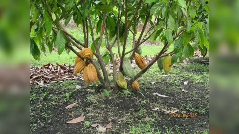 IMPROVED COCOA FARMING TECHNIQUES LEADS K8mil SALE