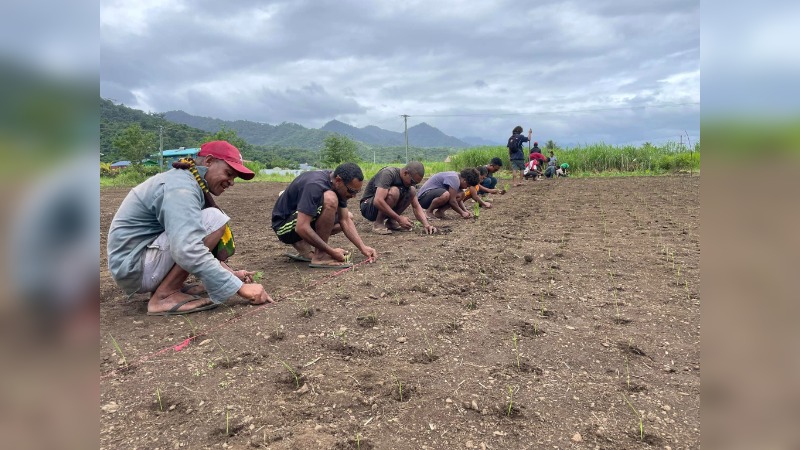 MILNE BAY FARMERS CONTINUE GROWING OWN RICE