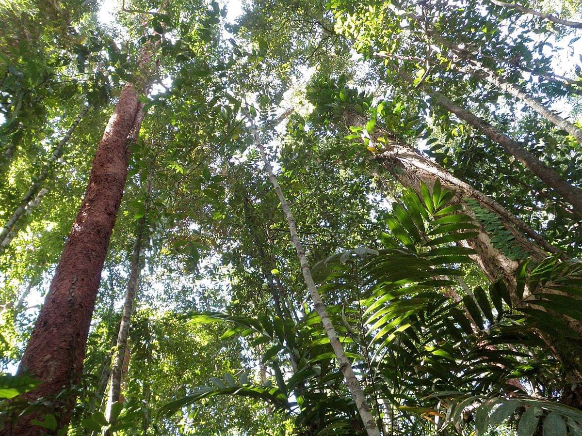 ACT NOW FINDS ABUSE OF FCA COVER FOR ILLEGAL LOGGING