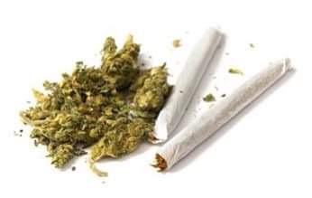 MARIJUANA RISES IN NGI | MORE AWARENESS NECESSARY