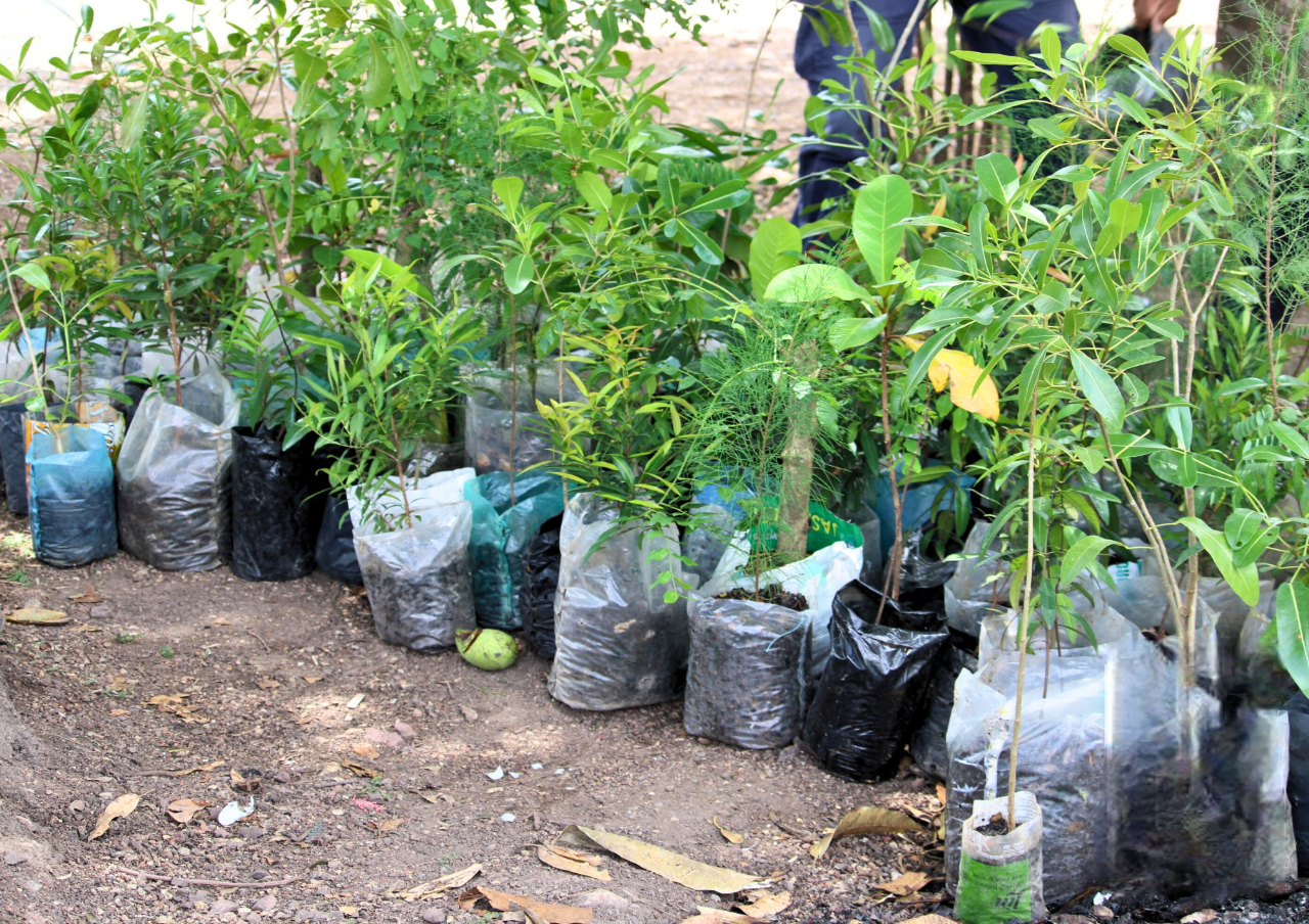 NATURE PARK CONTINUES TREE DISTRIBUTION
