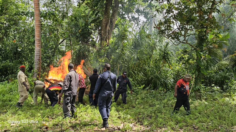 AUTHORITIES IN MADANG DESTROY DRUGS