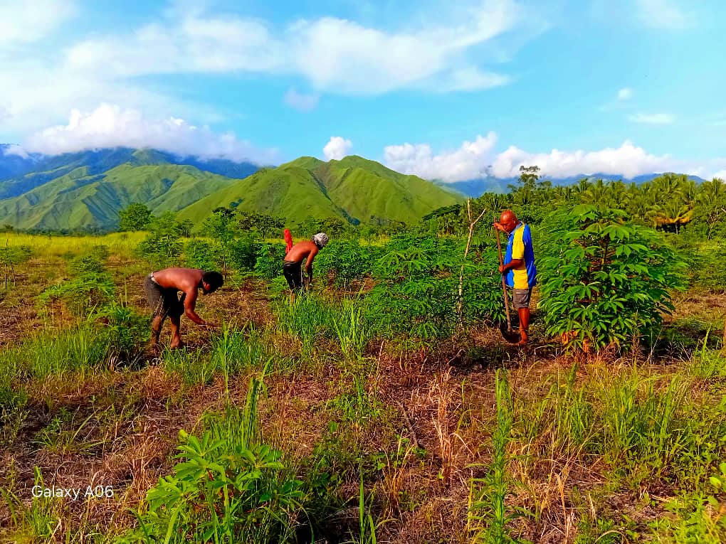 VILLAGE FARMERS PREP FOR COCOA BUDWOOD TECHNICAL VISIT