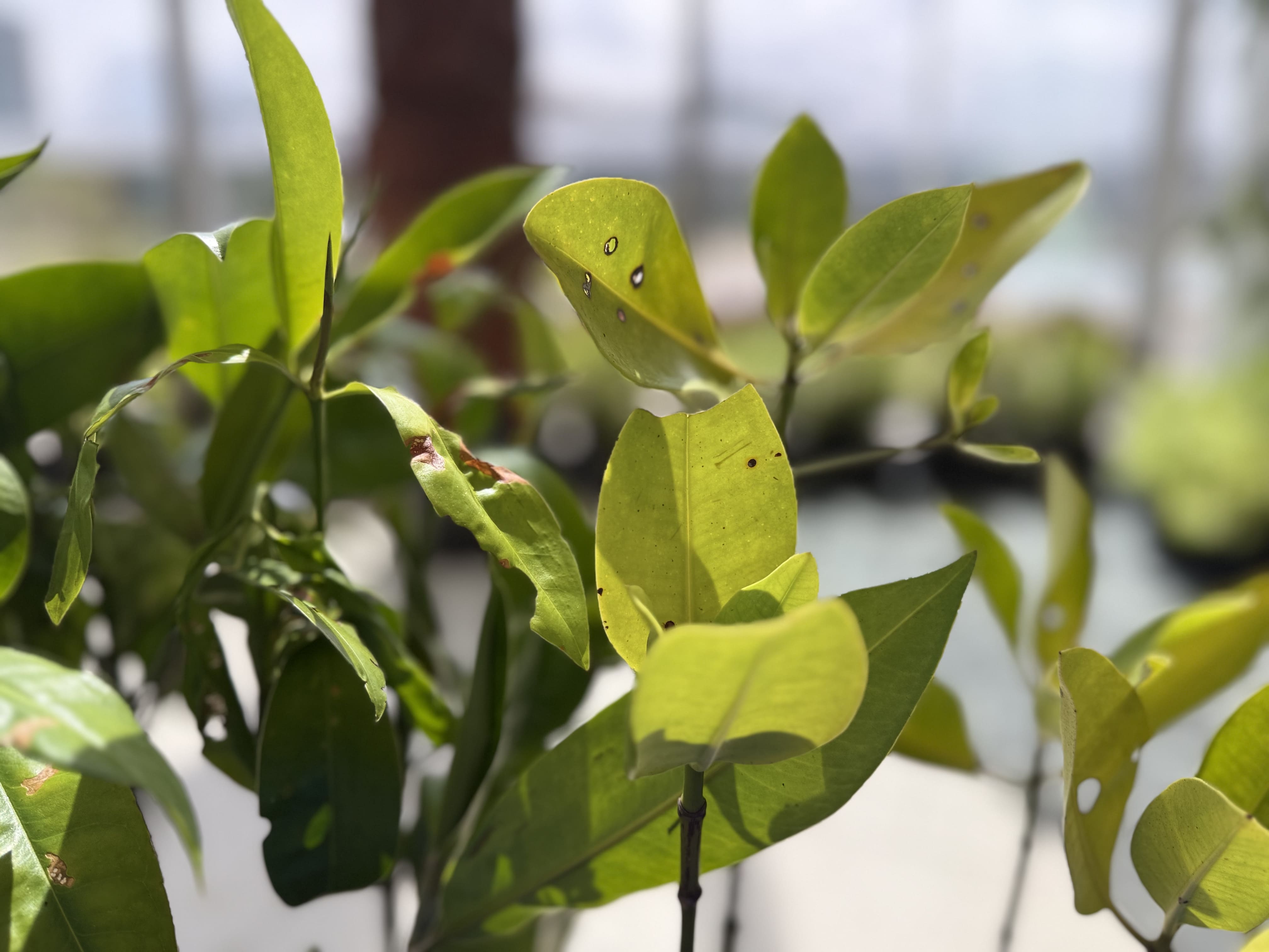 FIRST NEW MANGROVE EDUCATIONAL BOARDWALK TO OPEN IN JULY