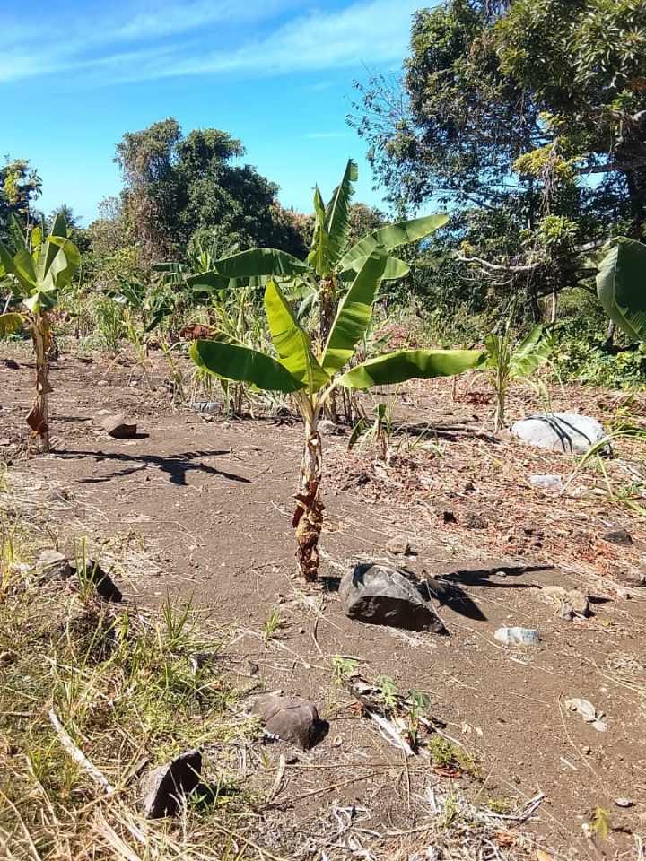 TUFI HIT HARD BY EL NINO