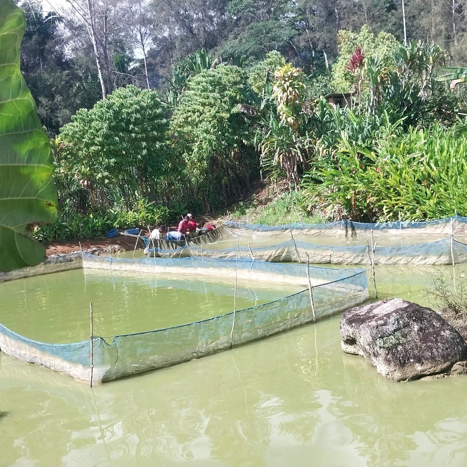 EL NINO EXPECTED TO HIT HARD FISH FARMING IN HIGHLANDS