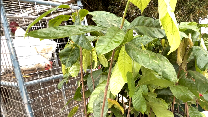 COFFEE FARMERS IN NEED OF ASSISTANCE