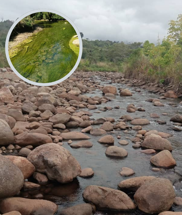 ALL WATER SOURCES DRY AND CONTIMINATES WITH ALGAES AS EL NINO CONTINUES