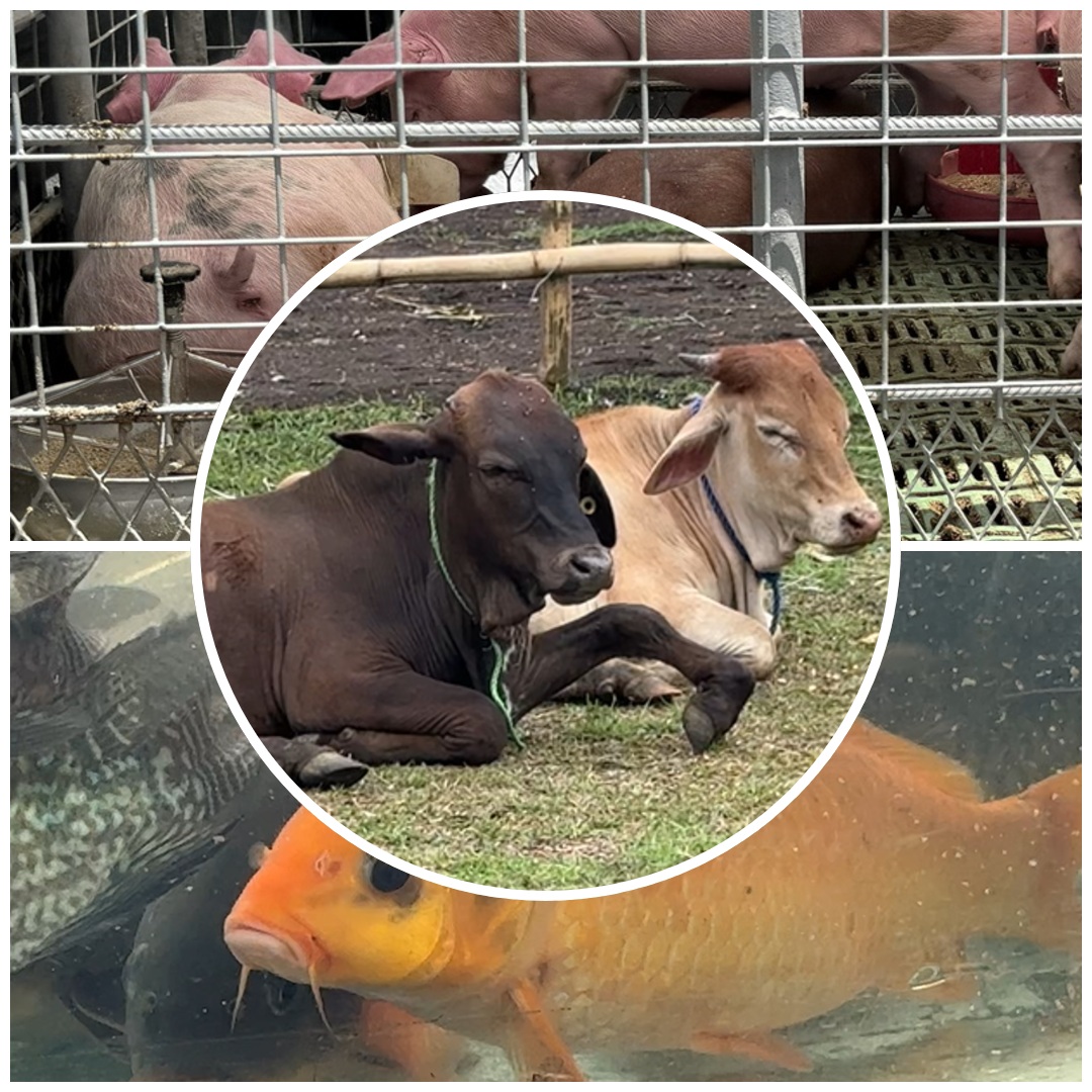 TRAINING PROGRAM STRENGTHENS LIVESTOCK SECTOR THROUGH BETTER PRACTICES