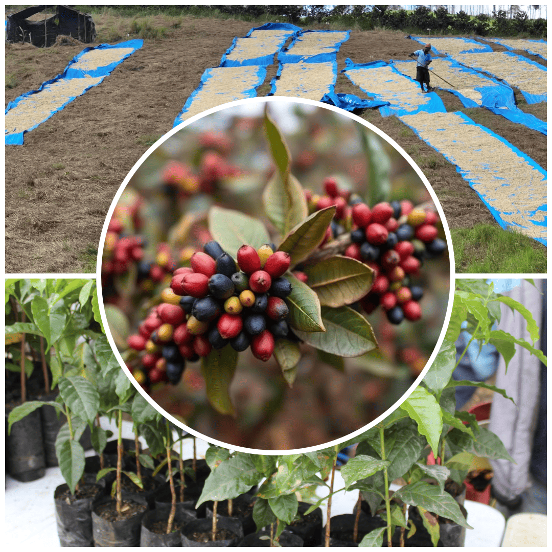 EL NIÑO THREATENS COFFEE LIVELIHOODS, FARMERS SEEK HELP