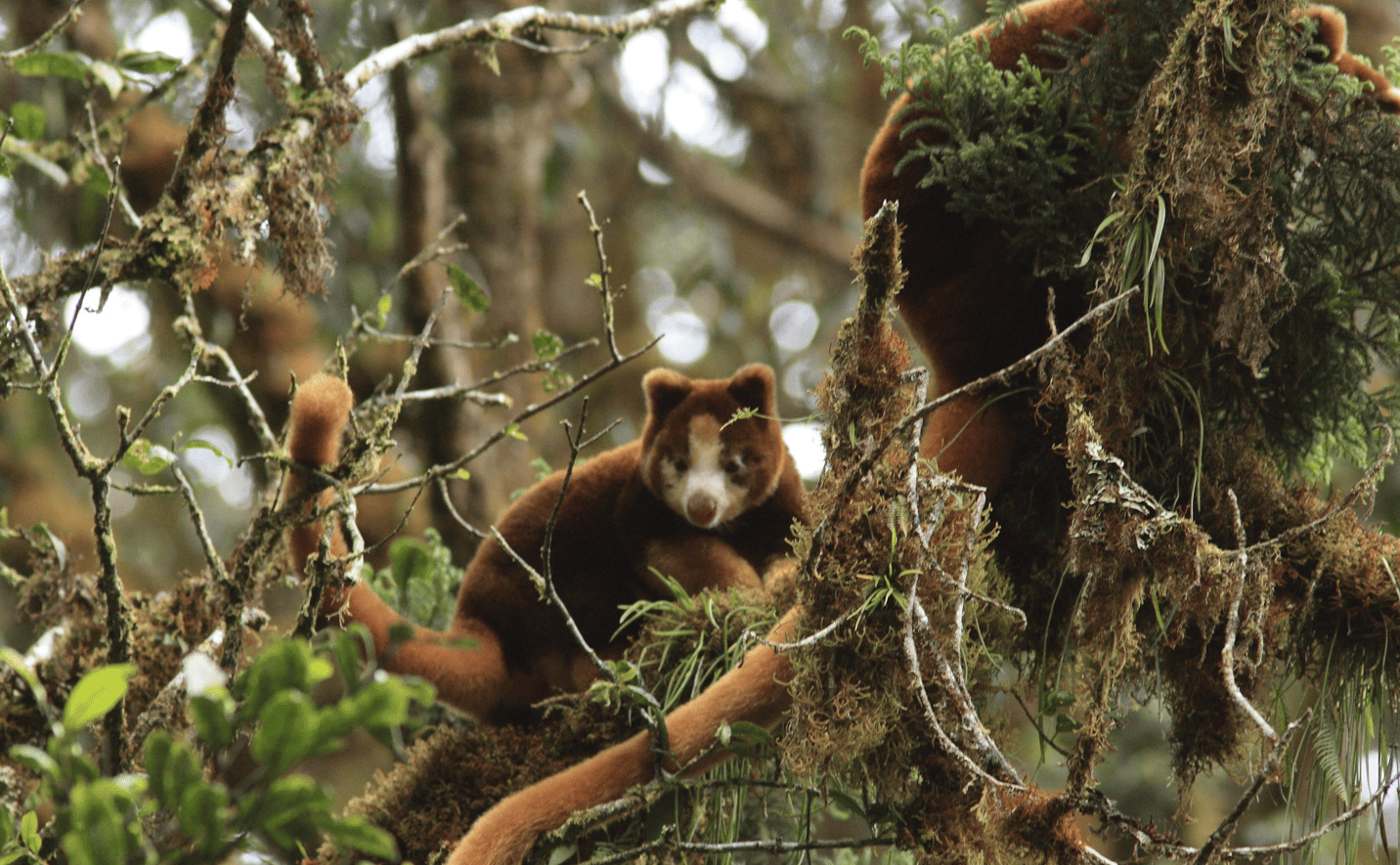 TKCP & PNGUOT PARTNER ON FUTURE CONSERVATION RESEARCH