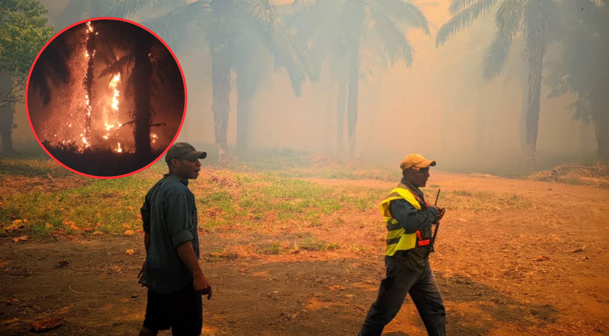 WILDFIRE RAGES THROUGH COCONUT AND OIL PALM PLANTATIONS IN WEST NEW BRITAIN