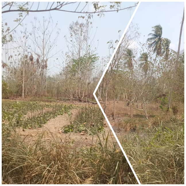 LLGS IN KAIRUKU SEVERELY IMPACTED BY EL NINO, HELP NEEDED